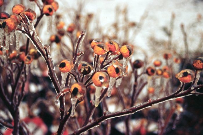 rose hips covered in ice