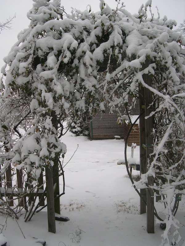 climbing rose covered in snow