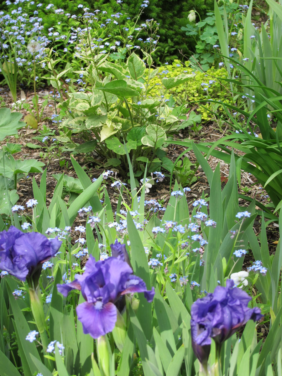 Jo's garden in Vermont - Fine Gardening