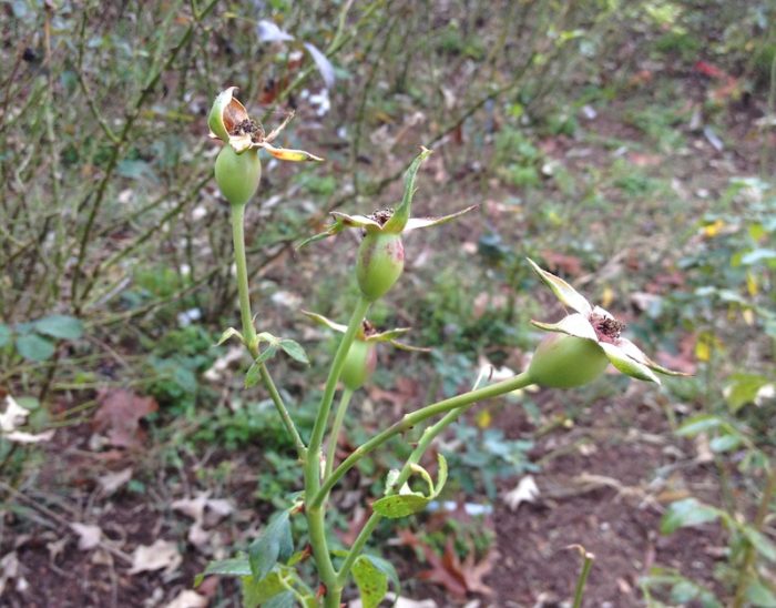 roses starting to set hips