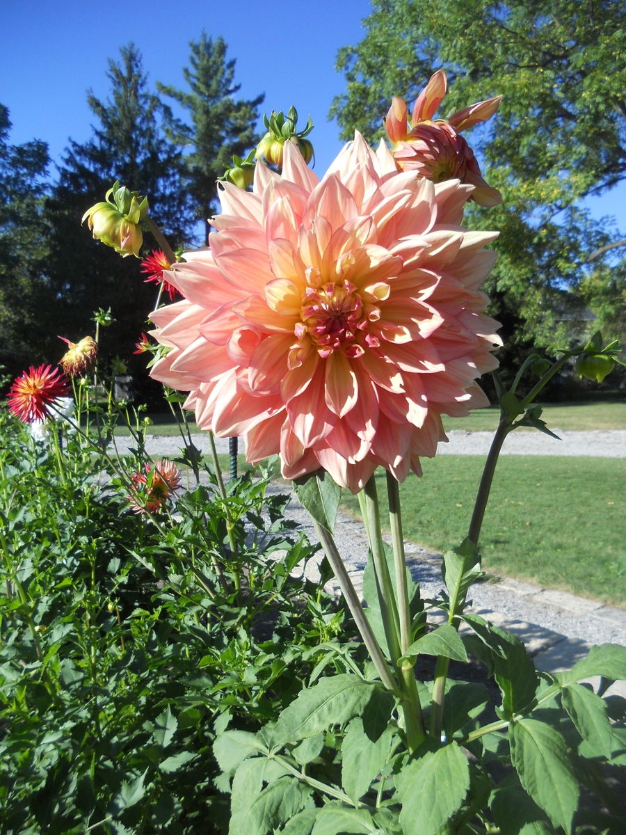 Buy Wanda's Aurora Dinnerplate Dahlia