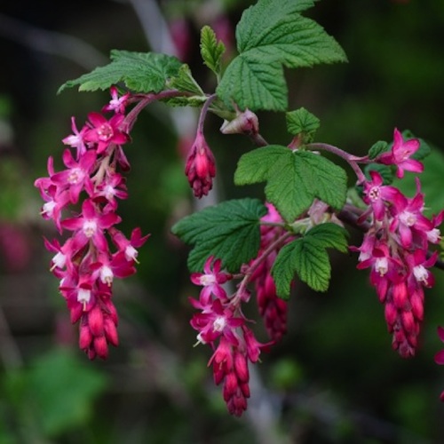 Ribes Plant