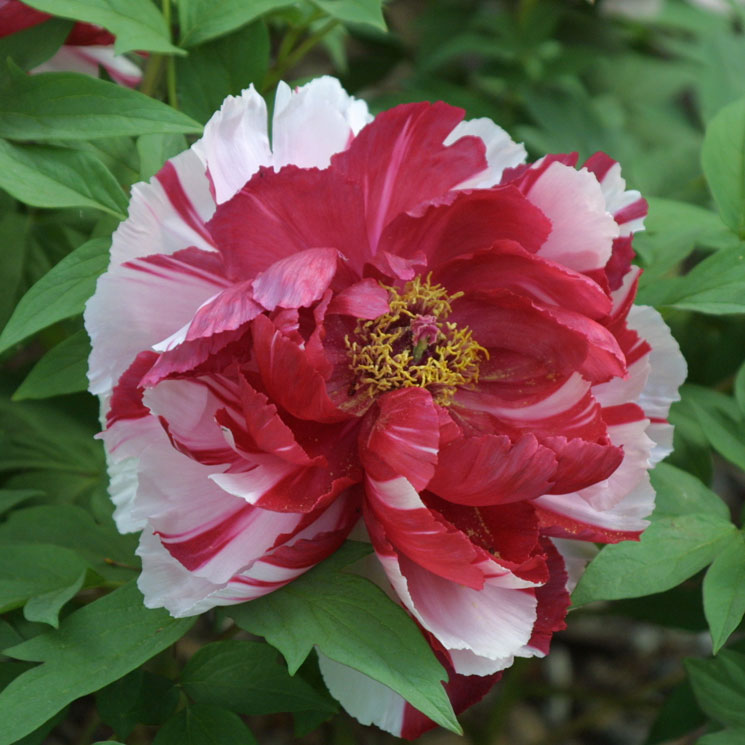 'Shima Nishiki' is a beautiful tree peony cultivar.