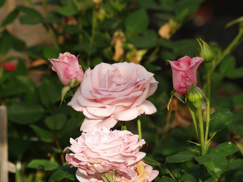 Will Roses Ever Be Fragrant Again? - FineGardening