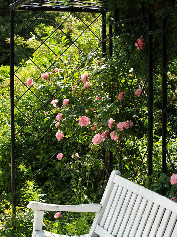 Growing Shrub Roses Can Be A Dutch Treat! - FineGardening