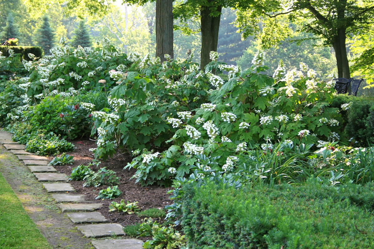 Stone walkway with plants on the side well spaced out