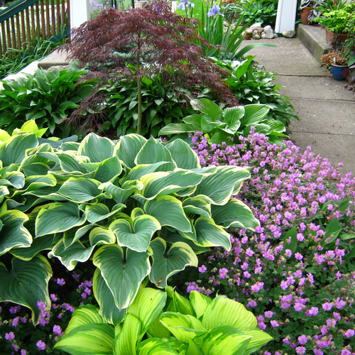 READER PHOTOS! Tim's garden in Ohio in Springtime - Fine Gardening