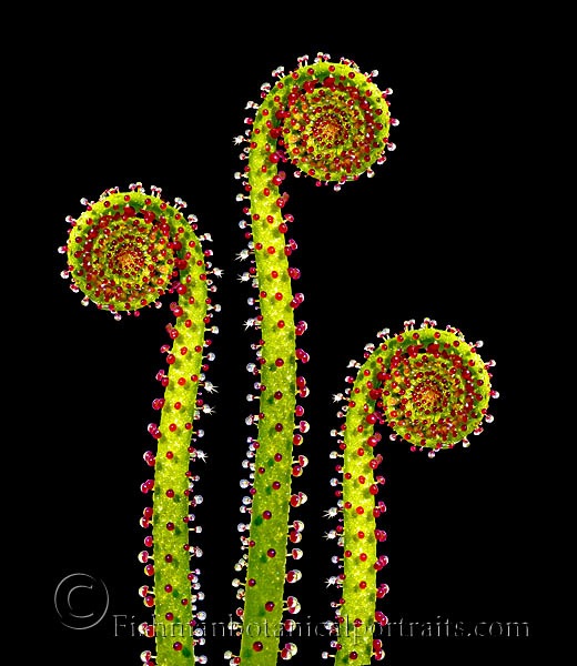 Portuguese Sundew