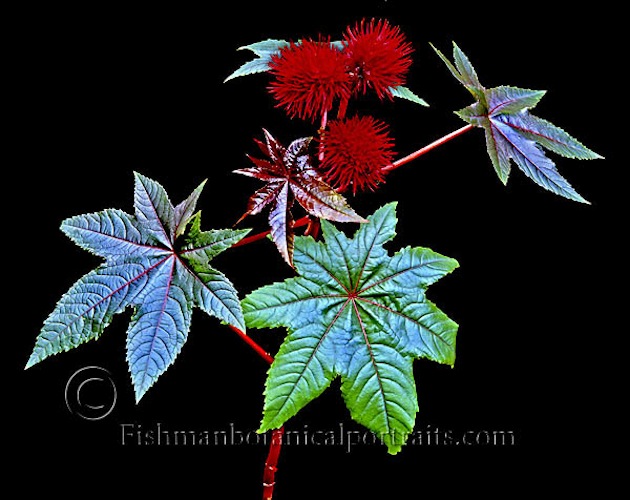 Castor Bean