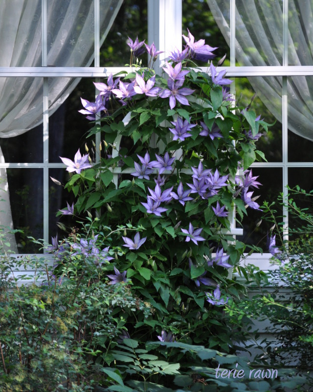 purple clematis outside a window, viewed from outside