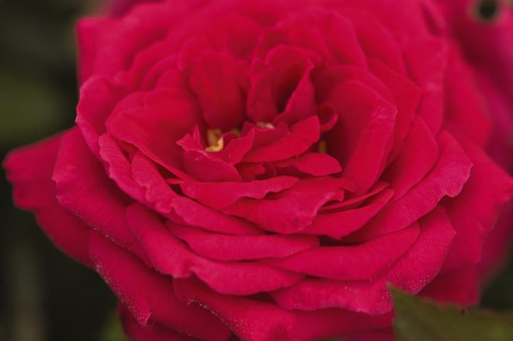 Easy Elegance Rose 'My Girl'