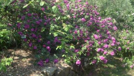 pruning roses