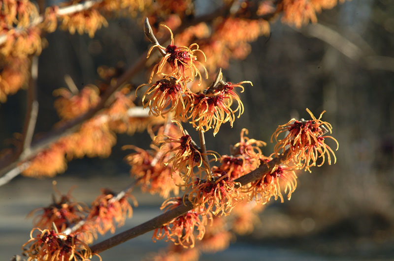 Hamamelis X intermedia 'Jelena'