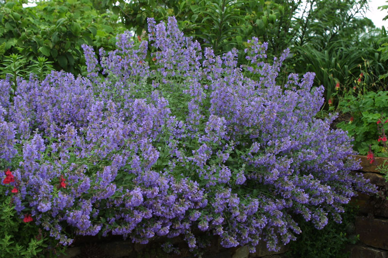 Nepeta X faassennia 'Walker's Low'