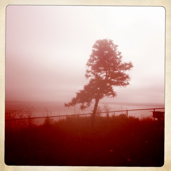 norfolk island pine