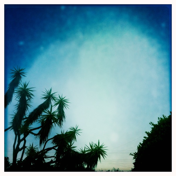 silhouetted yucca against sky