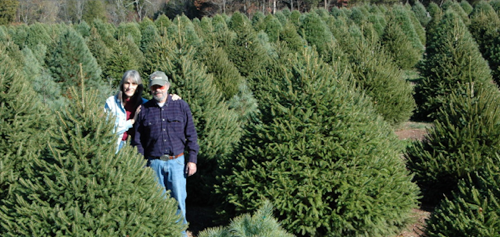 Christmas tree farm