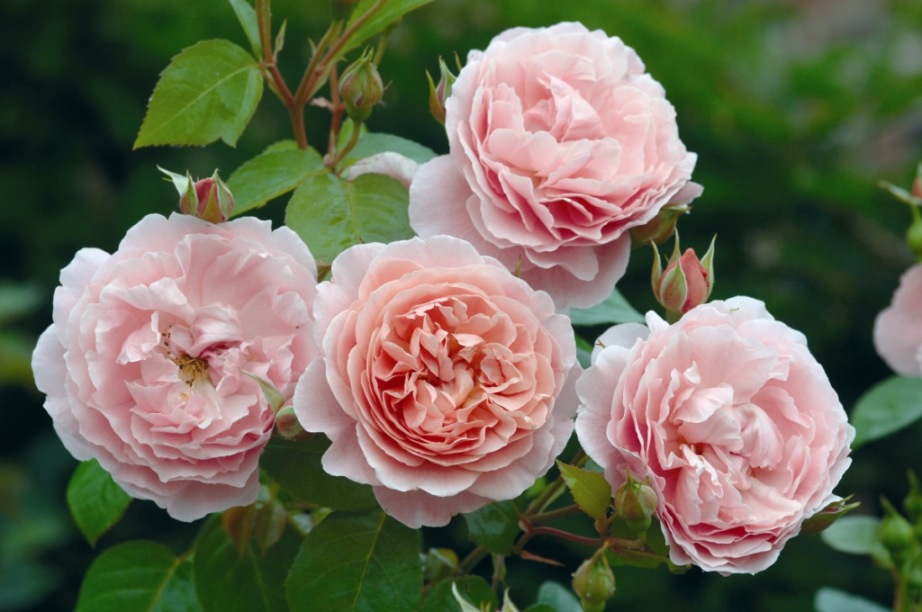 David Austin Roses - Bare root roses, Container roses, English Roses