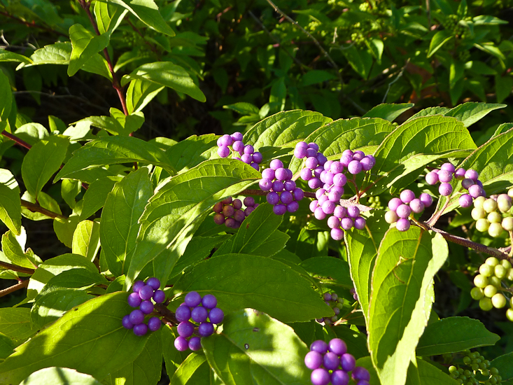 American Beautyberry