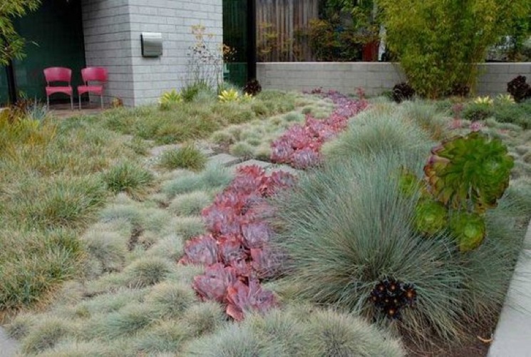 backyard garden 