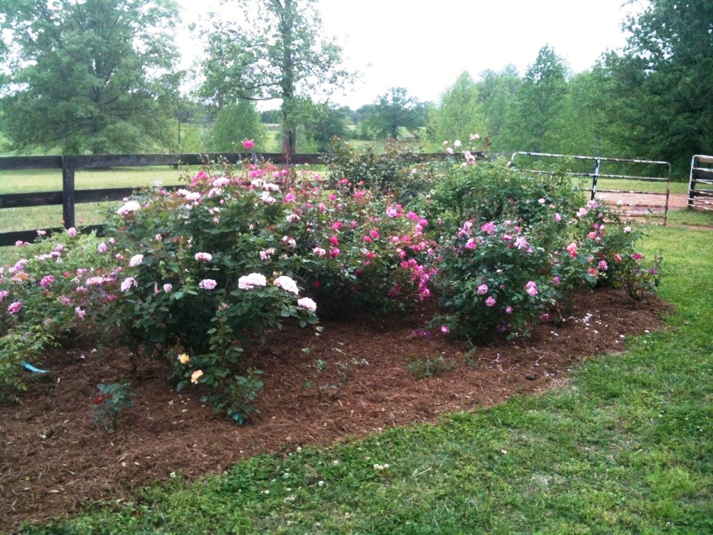 rose garden in Spring in full bloom