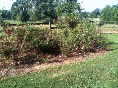 rose garden in July with less foliage