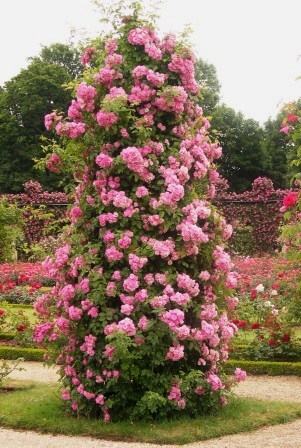 Climbing rose deals plant