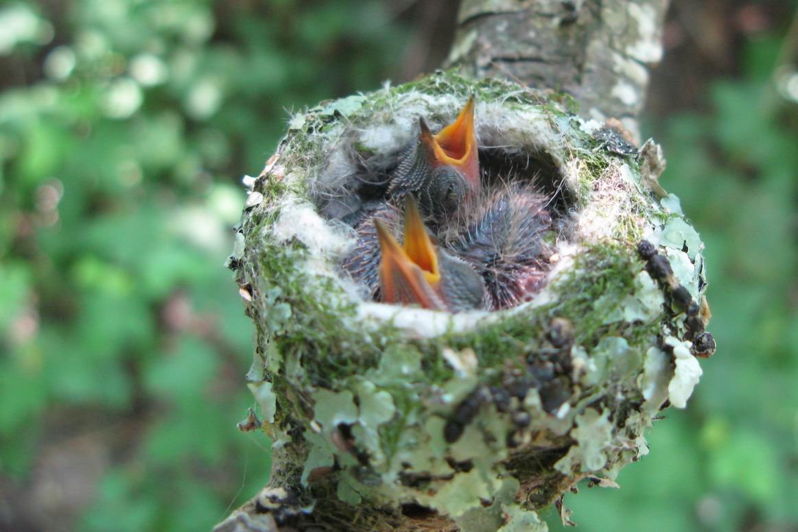 baby hummingbirds eggs