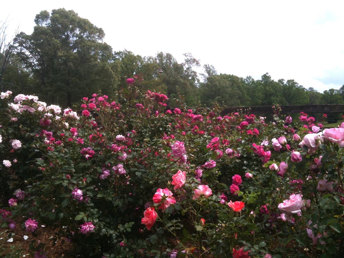 One view of the rose garden with red and pink blooms