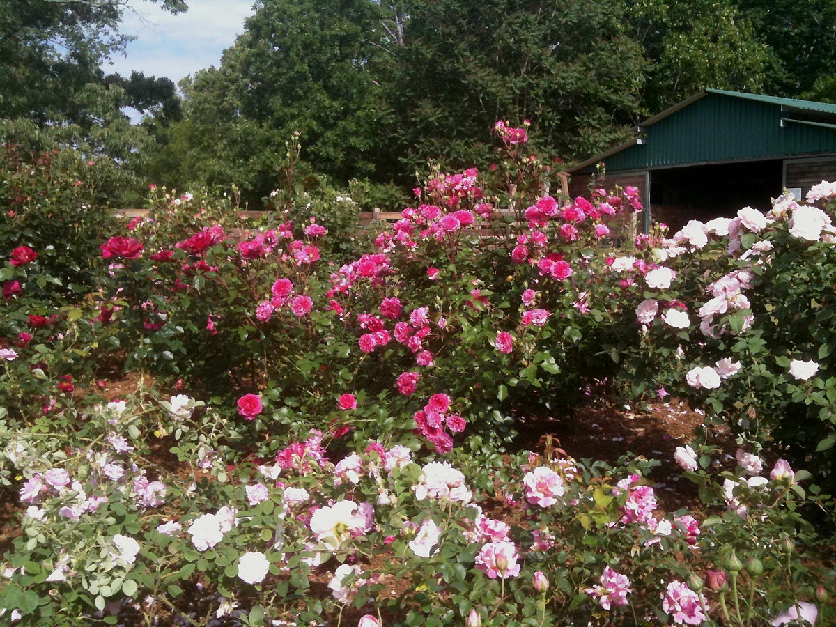 Another view of the rose garden with red and pink blooms