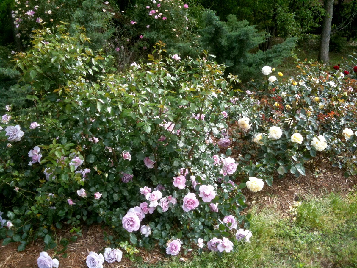 A bed of younger roses with mass planting of the same variety.  Planted 20 inches apart and then 36 inches between the mass of each variety.