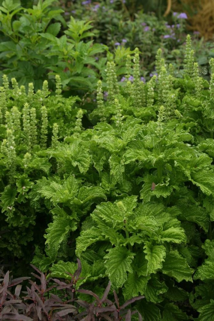 A handsome basil for the annual border FineGardening