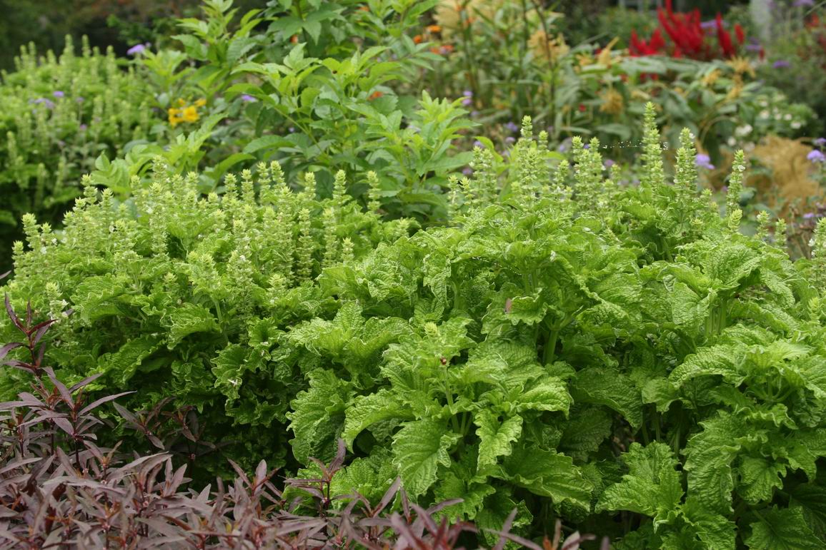 A handsome basil for the annual border FineGardening