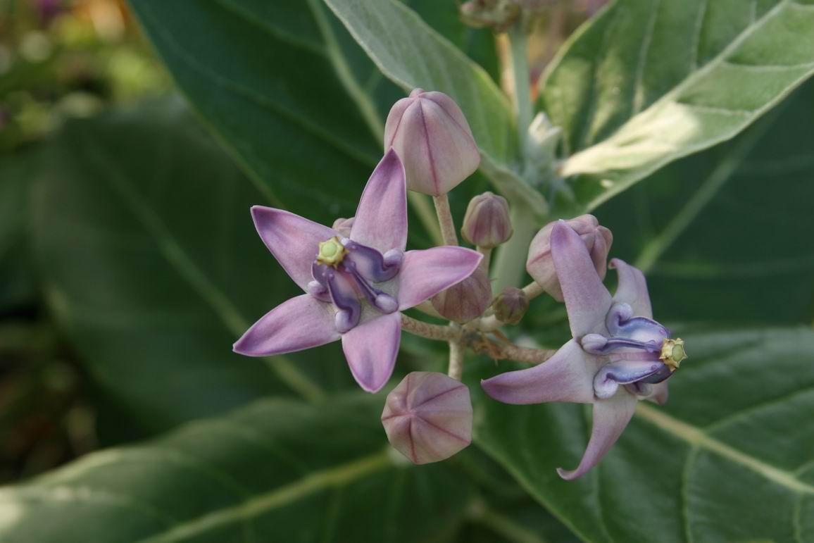 crown flower plant