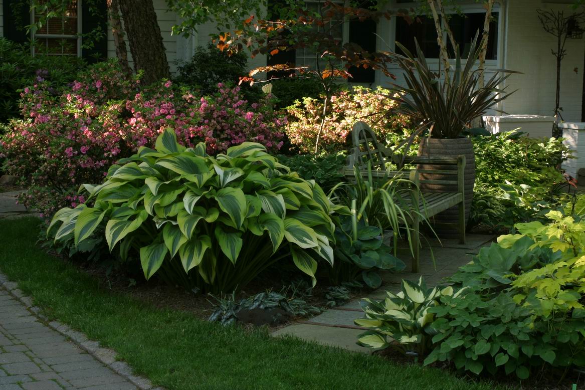 The most beautiful hosta in the world - Fine Gardening