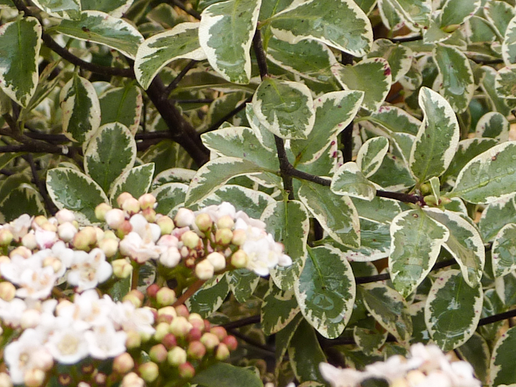 Viburnum tinus and Pittosporum tenuifolium 'Marjorie Channon'