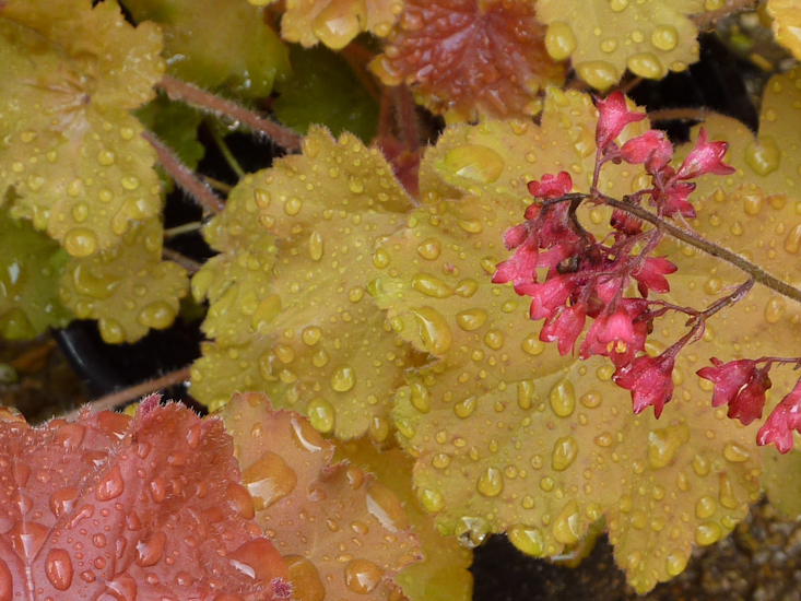 Heuchera pink