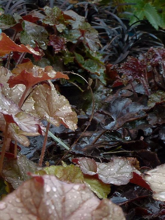 Heuchera dark