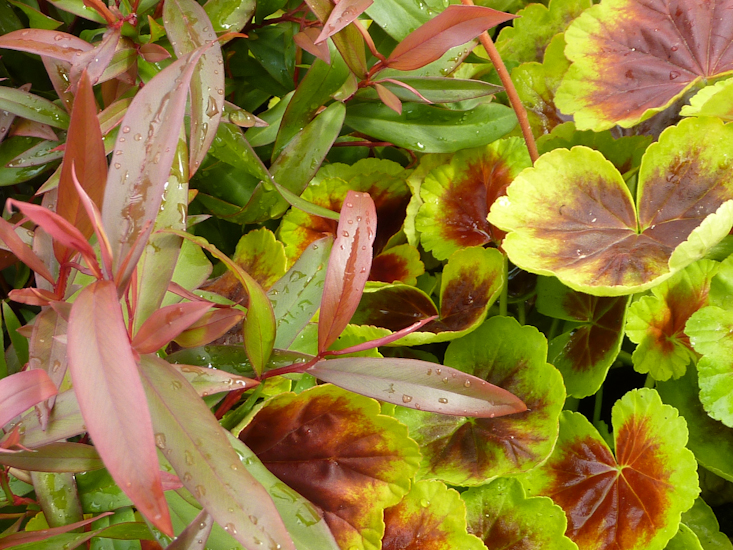 Pelargonium