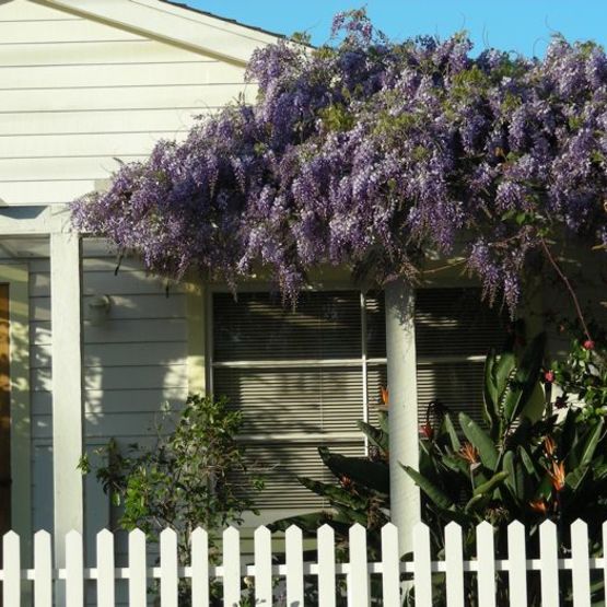 Wisteria