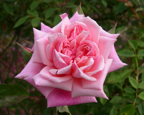 How to Grow Hybrid Tea Roses and Old-Fashioned Tea Roses