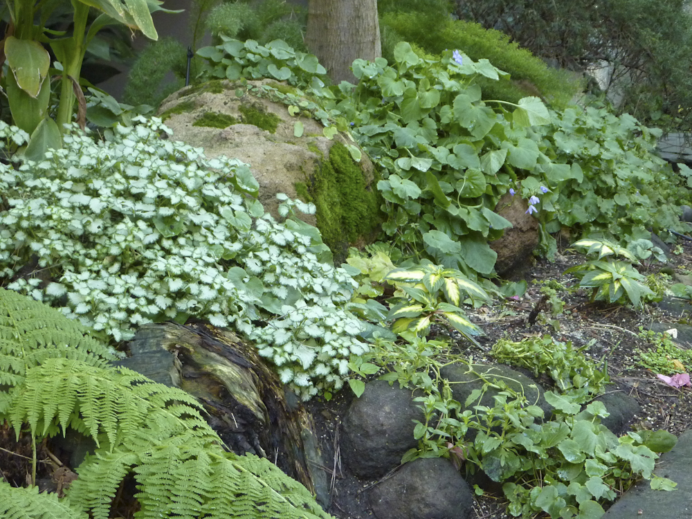 Lamium maculatum 'White Nancy'