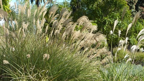 Miscanthus