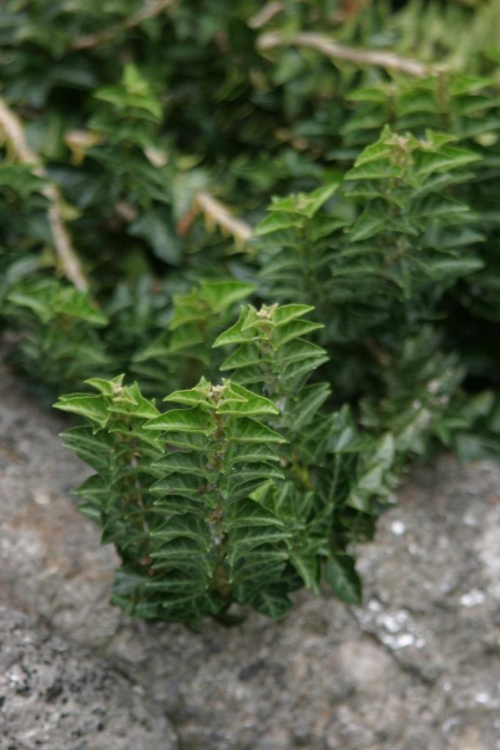 The best English ivy for your garden - Gardens Illustrated