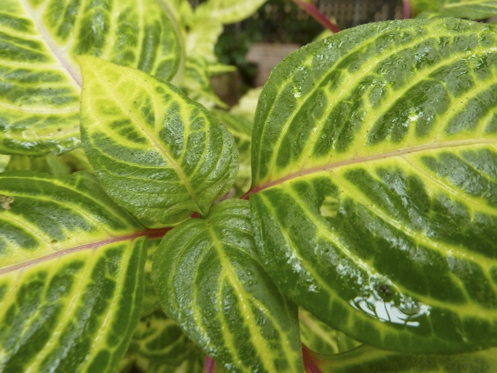 zebra plant