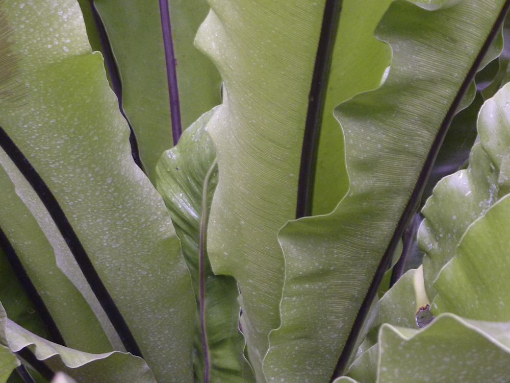 birds nest fern