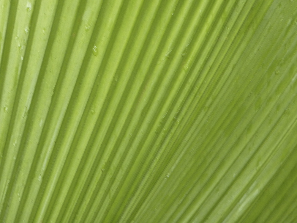 palm frond close up