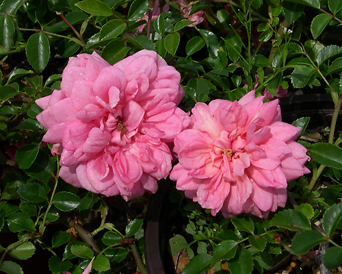 Paul Noel climbing pink rose