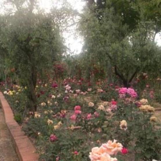 Rose garden