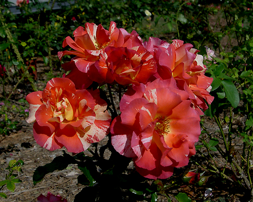 Alfred Sisley, One of the Impressionist Series of roses from Delbard